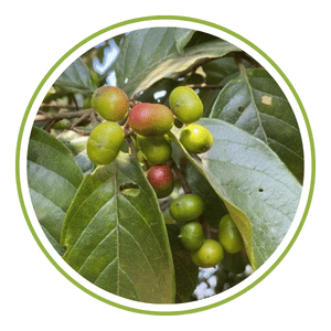 Pygeum Africanum Bark Extract